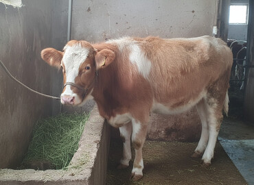 Dana, buzov: Satılır: cins dana - Növ: iribuynuzlu (dana) - Rəng: açıq qəhvəyi — 2