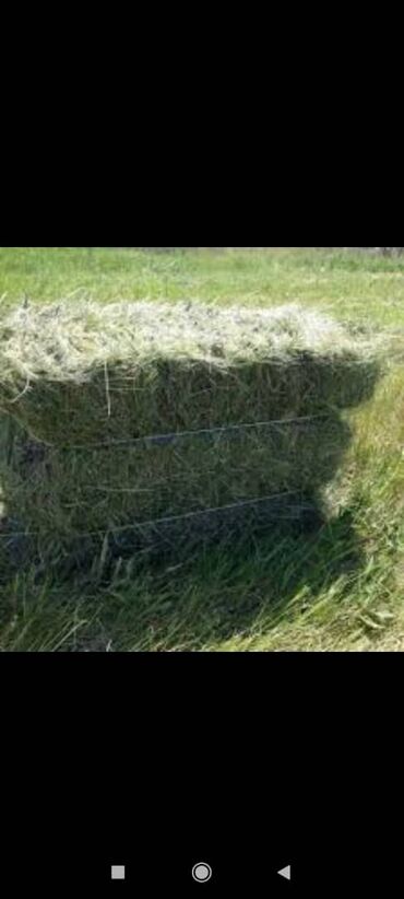 где купить кукурузу для попкорна в бишкеке: Продаю клевер в тюках в розницу и оптом. Тюки плотные и сухие