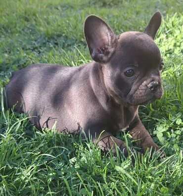 Psi: Prelepi štenci francuskog buldoga na prodaju. Očišćeni od parazita i na lalafo.rs — 6 Psi: Prelepi štenci francuskog buldoga na prodaju. Očišćeni od parazita i — 6