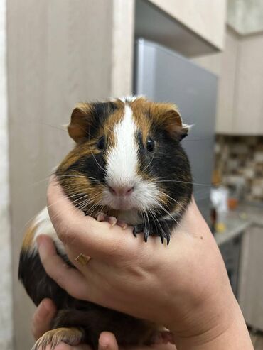 generator satisi: Svinka satılır, böyük qəfəsi ilə birgə 40 manat