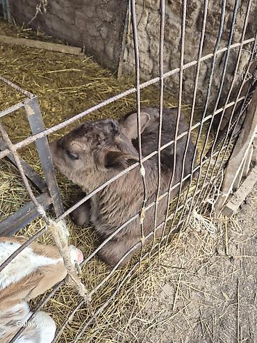 Коровы, быки: Продаю | Музоо, торпок | На откорм | Искусственник — 9