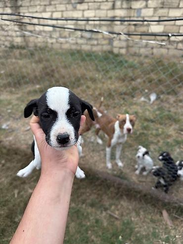 labrador it: Pitbul, 1 ay, Erkək, Pulsuz çatdırılma — 1
