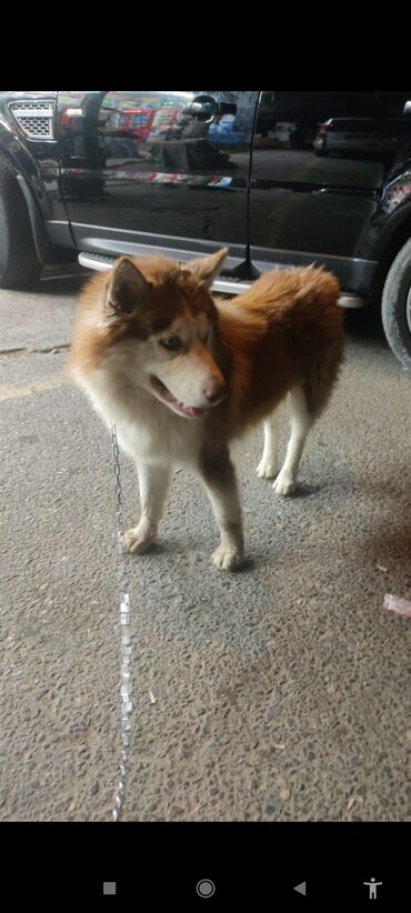 golden retriever qiymeti: Xaski, 1 il, Erkek, Cütləşmə üçün, Ünvandan götürmə