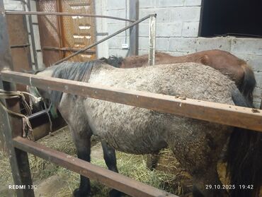 дикоративные кролики: Сатам | Бээ (ургаачы)