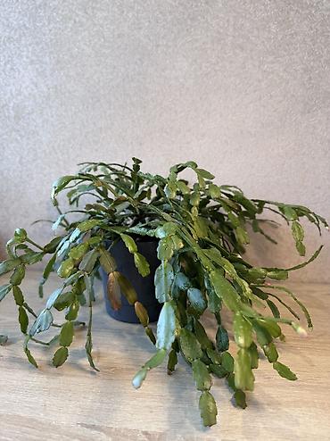 Денежное дерево: - Денежное дерево (Крассула овата) 70см — 2900 - Герань (Пеларгония) — 8