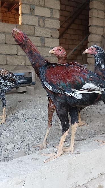 pon pon toyuqlari: Pileymut heyratılar 5 aylıqdırlar beceler 50 manat fereler 40 manat — 1