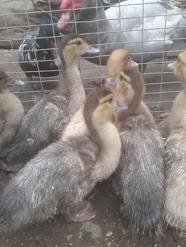 Ördəklər: Erkək, | Macar, Damazlıq, Ünvandan götürmə — 12