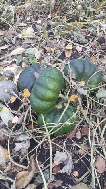 пластиковые контейнеры с крышкой купить бишкек: Домашние овощи с огорода. - Тыква крупноплодная (зелёная, ребристая)