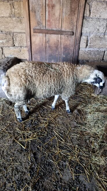 Qoyunlar, qoçlar: Qoyun. Toğlu Bu toğlu Dizi gözü qara sağlam damazliqa yararli sakit ev — 9
