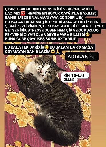 col pisiyi: Erkək, Yaxşı əllərə, Pulsuz çatdırılma — 1