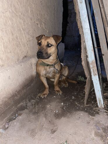 Собаки: Продается собака кубинский питбуль дата рождения 03.08.23 имеется
