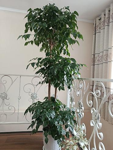Крупномерное комнатное дерево — шеффлера (Schefflera arboricola) на
