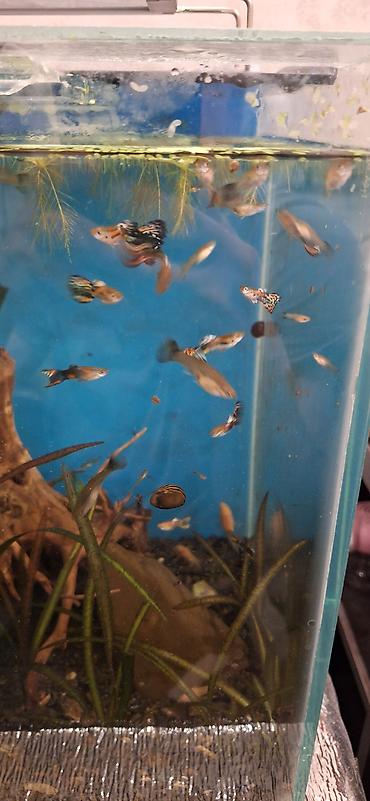 akvarium balıqları: Quppi, Sülhsevər, Ünvandan götürmə — 4