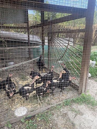клетка курей: Продаю | Цыплята | Бойцовая | Для разведения — 3