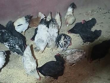 Куры, петухи: Продаю | Куры | Домашняя | Несушки at lalafo.kg — 8 Куры, петухи: Продаю | Куры | Домашняя | Несушки — 8