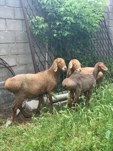 альпийская коза цена: Продаю | Овца (самка), Ягненок | Арашан | Для разведения | Ярка