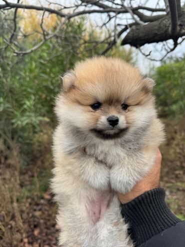 İtlər: Şpitz, 2 ay, Dişi — 5