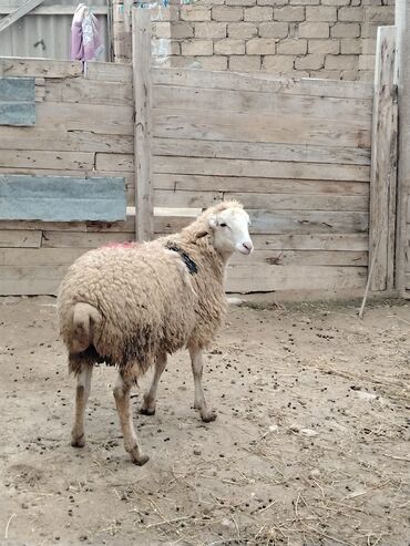 Qoyunlar, qoçlar: Salam alekum hər cəkidə quzumuz var erkək qurbanlıq quzular 270 — 11