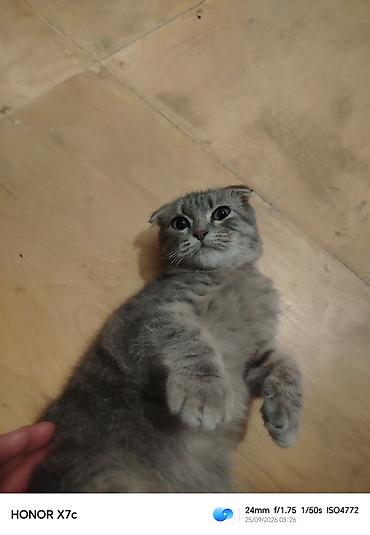 Pişiklər: Scottish fold pişiyi evi var və ev heyvandır satılır 300 real alıcıya — 2