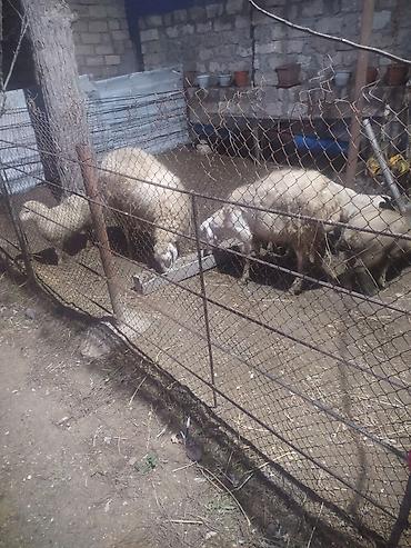 Qoyunlar, qoçlar: Ekiz qoyunlar — 5