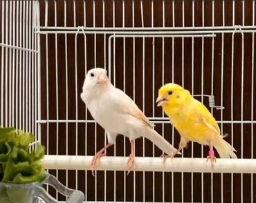объявления птицы: Канарейки готовая жёлто- белая пара самец поющий возраст 1 год