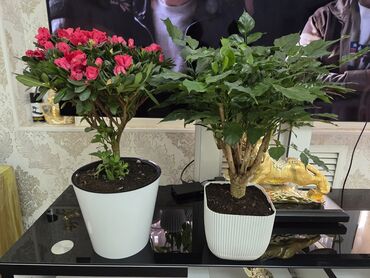 водоросли для аквариума купить: Комнатные растения в декоративных кашпо 1) Кустарник с плотной