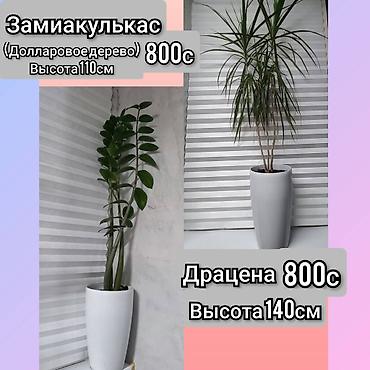 Бөлмө өсүмдүктөрү: Замиокулькас и драцена в высоких белых кашпо. - Замиокулькас — — 1