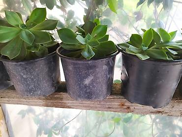 baki gence: Sukul­lent Echeveria (gül rozeti forması) – qablı dekorativ bitkilər — 4