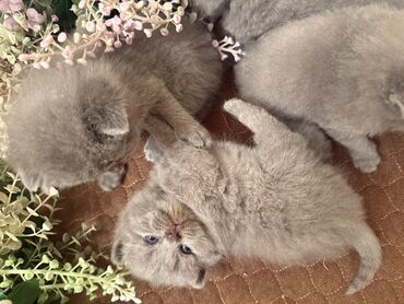 Pişiklər: Britan yastı qulaq, Dişi, Erkək, Yaxşı əllərə, Ödənişli çatdırılma, Ünvandan götürmə — 13