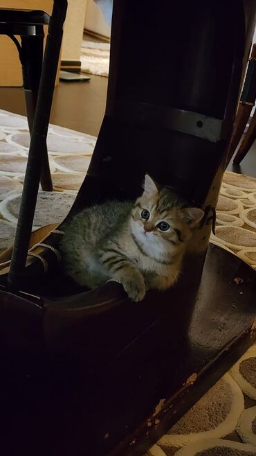 отдам в хорошие руки шотландского вислоухого котенка: Шотландская, Самец, Самовывоз