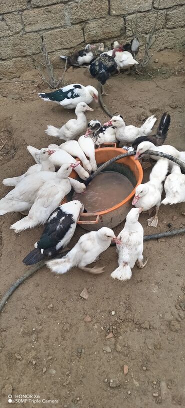 Ördəklər: Məhsul: Muskovi (Hind) ördəkləri – müxtəlif rənglərdə sürü Təsvir: - — 21