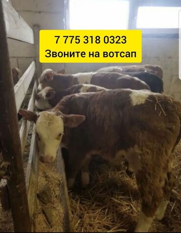 шкура быка: Бычки тёлки телята ангус сементал белоголовые герефорд аулеколь