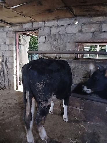 damaz: Satılır: dana/coluq heyvanlar - Növ: iri buynuzlu heyvanlar (dana) - — 7