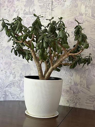 Толстянка (денежное дерево) в декоративном кашпо. - Вид: Crassula