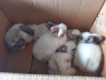 С/х животные и товары: Məhsul: Angora tipli tüklü dovşan balaları Təsvir: - Qarlı-ağ və boz — 4