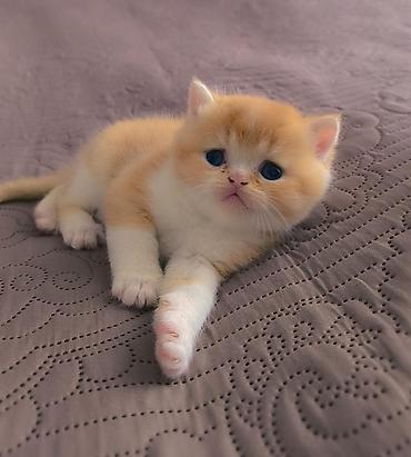 Pişiklər: Şotland — 10