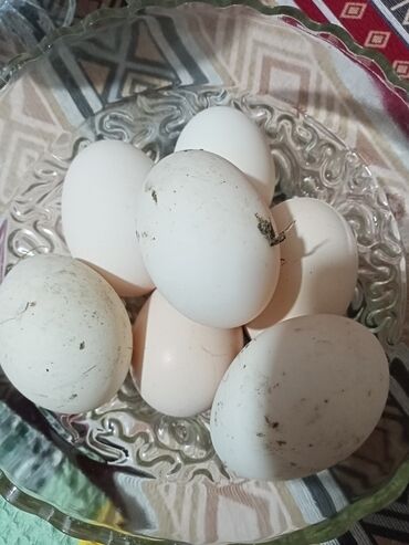 mayalı toyuq yumurtası: Toyuq, Yumurtalıq, Ünvandan götürmə