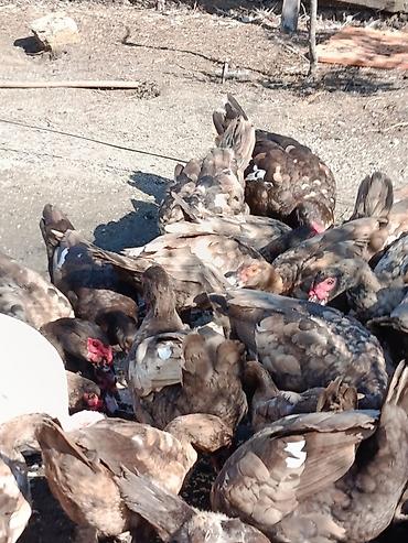 Сельхозптицы: Oküz ördəyi– təsərrüfat üçün məhsuldar sürü Təsvir olunan fotolardakı — 2