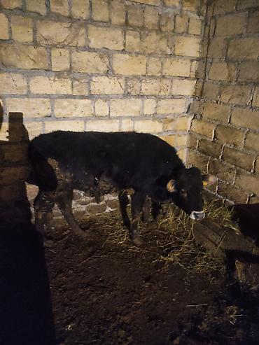 Dana, buzov: Dana, buzov, Erkək, ay: 12, 130 kq, Ətlik — 8