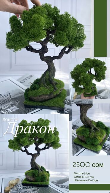 искуственые деревя: Декоративное дерево бонсай, выполненное из стабилизированного мха
