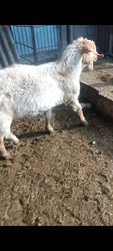Козы, козлы: Продаю | Козёл (самец) | Битал | Осеменитель — 5