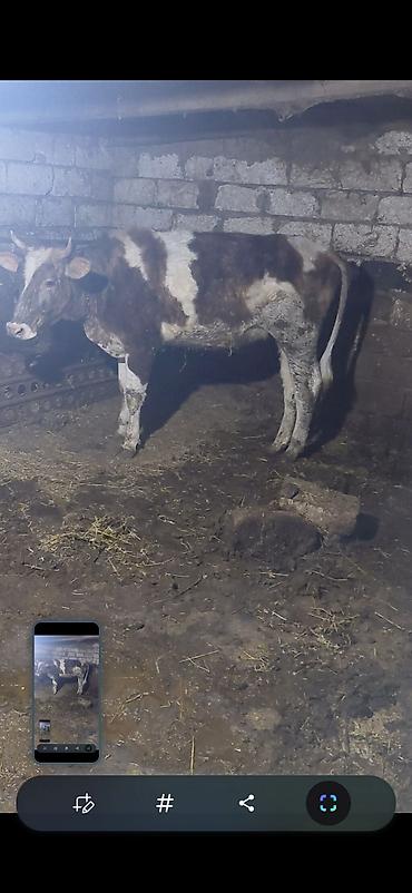 pişikler ucuz: Südlü inək – qarışıq rəngli (ağ-qəhvəyi ləkəli), buynuzlu. Heyvan — 2