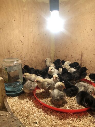 cuceye verilen adlar: Toyuq, Australorp, Yumurtalıq