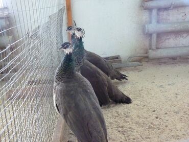 сколько стоит шотландская вислоухая кошка: Молодые павлины 1+1