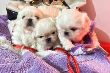 İtlər: Pekines, 2 ay, Erkek, Peyvəndli, Pulsuz çatdırılma