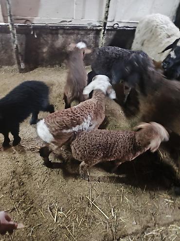 Баран, овца: Продаю | Ягненок | Для разведения | Матка — 2