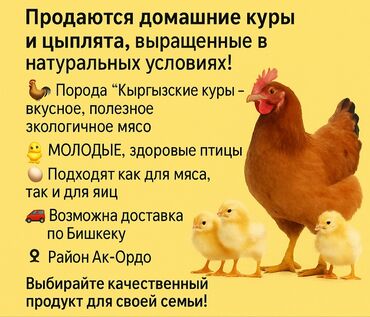 куплю курицу: Таза, үй шартында өстүрүлуп багылган тооктор жана балапандар сатылат!