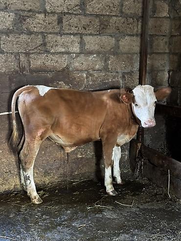 mal qara: Dana, buzov, Erkək, ay: 6, Ətlik — 1