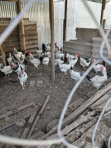 at yeheri qiymetleri: Serebrist F6 mayalı yumurtası Inkubator üçün tam yararlı Qiymət 0.45 — 1