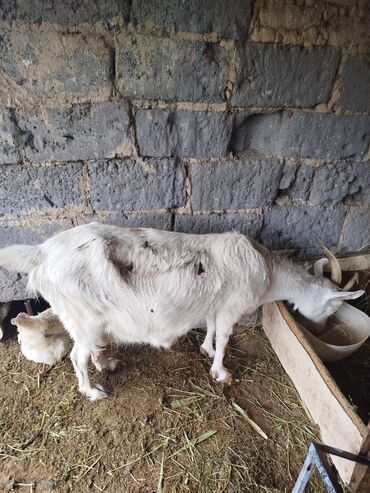 куплю козу на молоко: Продаю | Коза (самка), Козлёнок | Зааненская | Для разведения, Для молока